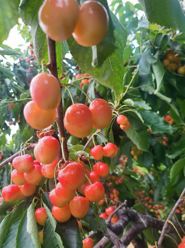 Thoughts from the Tractor Seat: Our Cherries, Our Community